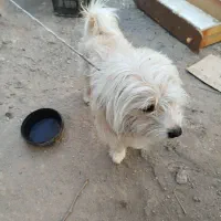 سگ پا کوتاه خانگی|سگ|تاکستان, |دیوار