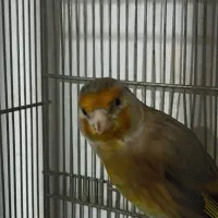 سهره قناره نرخوش رنگ|پرنده|کرمانشاه, |دیوار