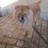 سگ فروشی قیمت 15ساعت پنج ونیم به بعد در خدمتم