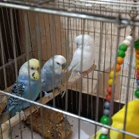 مرغ عشق|پرنده|دوگنبدان, |دیوار