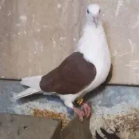 دوکتی|پرنده|اهواز, الصافی|دیوار