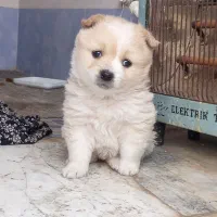 سگ پامرروباهی توله|سگ|مشهد, جلالیه|دیوار
