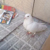 دوعدد کفتر