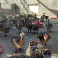 شتر مرغ ۳۴ روزه