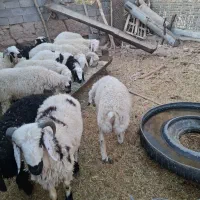 بره ۴۰ کیلویی .کیلویی ۴۵۰