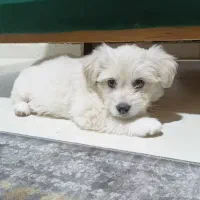 سگ شیتزو کراس