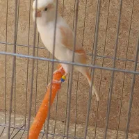 جفت قناری نر و ماده موزاییکی