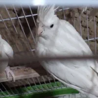 عروس هلندی البینو