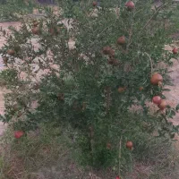 فروش-یک-قطعه-زمین-با-حدود-65-عدد-نهال-4-ساله