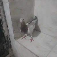 سرور ماده خطی