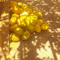 خربزه دیمه درجه یک و شیرین