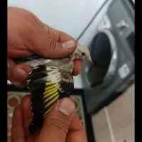 جوجه سهره