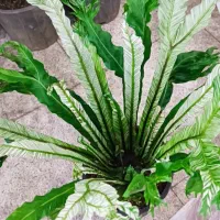 اجاره گلخانه در بهترین محدوده