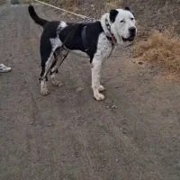 سگ الابای  برای کشش|سگ|مشهد, کوه سنگی|دیوار