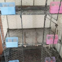 جفتگاه کبوتر