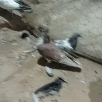 کبوتر گرفتنی|پرنده|زابل, |دیوار