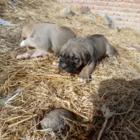 واگذاری توله سگ دورگه عراقی سرابی تضمینی