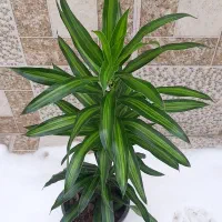 پیله موا، سرخس، اسپاتی فیلیوم