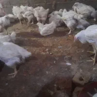 مرغ گوشتی بدون دارو واکسان