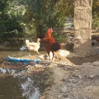 خروس لاری|حیوانات مزرعه|بافت, |دیوار