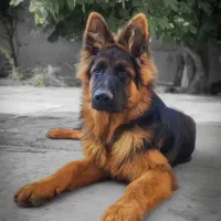 توله ژرمن شولاین موکلاسیک