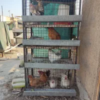 قفس چهارطبقه مرغ برهما و تخمگذار و بوقلمون سفید