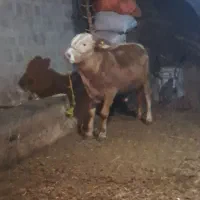 گوساله نر|حیوانات مزرعه|سیلوانه, |دیوار