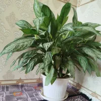گل فروشی