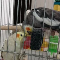 عروس هلندی جفت