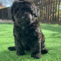 پودل ۲ ماهه|سگ|محمدشهر, محمدشهر|دیوار