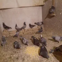 کبوتر یا کفتر  مسافتی المانی