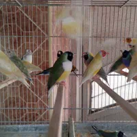 جوجه فنج گلدین|پرنده|اصفهان, ارغوانیه|دیوار