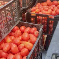 گوجه گوشتی ربی