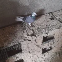 کفتر قلاقی،کله دوم ویک جفت هوایی