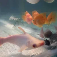 ماهی پنکوسی البینو(کوسه)|ماهی|یزد, |دیوار