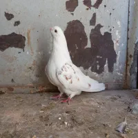 ماده نوک ریز  طهرونی