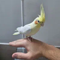 عروس هلندی|پرنده|گنبد کاووس, |دیوار