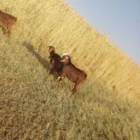 فروش یک نر پاگستانی و بزه ماده پاگستانی|حیوانات مزرعه|ماهنشان, |دیوار