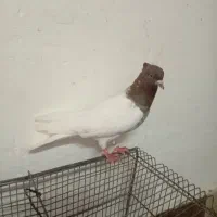مجسمه...نرکله سرخ