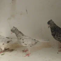 5عدد دم سفید کاکل همه هفترنگ معاوضه گرینچیک قناری|پرنده|مشهد, خواجه ربیع|دیوار