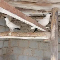 دوجفت هملت مفلق|پرنده|اصفهان, تیران|دیوار