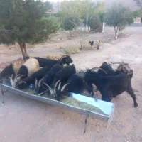 کهره