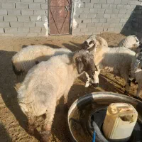 بره و شیشک فروشی سربیشه