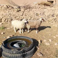 میش بره