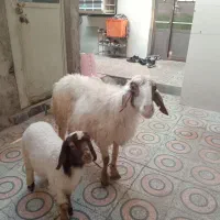 گوسفند و بره