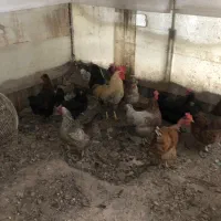 مرغ و خروس محلی|حیوانات مزرعه|گلمکان, |دیوار