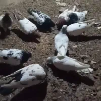 10 عدد کله زرد و سیاه وطوقی|پرنده|تربتحیدریه, رجایی|دیوار