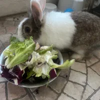 خرگوش جرسی نر بالغ