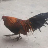 خروس فونیکس