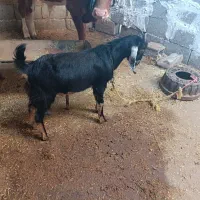 بز با کره نر|حیوانات مزرعه|آبپخش, |دیوار